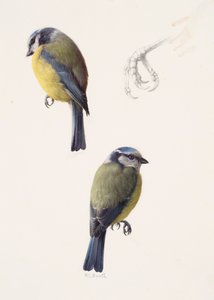 Twee studies van een pimpelmees (olieverf op papier) door Raymond Booth