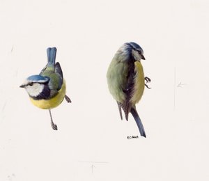 Twee studies van een pimpelmees (olieverf op papier)