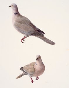 Twee studies van een gekraagde duif (olieverf op papier) door Raymond Booth