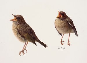 Twee studies van een jong roodborstje (olieverf op papier)