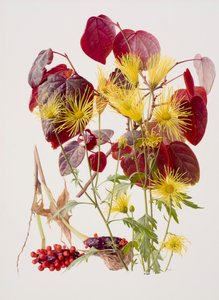 Ukon tachibana (olieverf op papier) door Raymond Booth