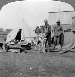 Zuid-Afrikaanse kanonniers met hun huisdier zebra, Oost-Afrika, Eerste Wereldoorlog, 1914-1918