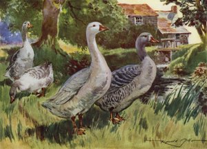 Illustratie voor Mijn Boerderij door Reginald Mills