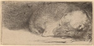 Slapende Puppy