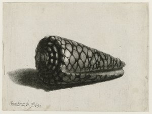 De schelp (Conus marmoreus) door Rembrandt van Rijn