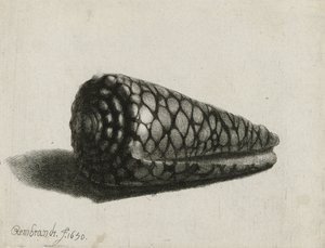 De schelp (Conus marmoreus), 1650 door Rembrandt van Rijn