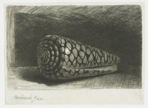 De schelp