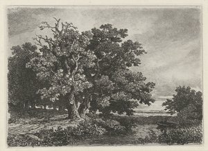 Bomen aan een plas met een bootje