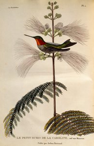 Robijnkeelkolibrie (Archilochus colubris), gravure uit Les trochilidees ou les colibris et les oiseaux-mouches door René Primevère Lesson
