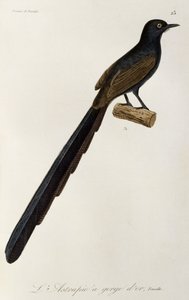 Vrouwelijke Gorget Paradijsvogel, gravure uit Histoire naturelle des oiseaux de paradis et des epimagues door René Primevère Lesson
