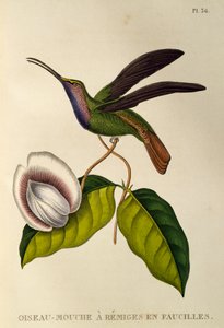 Lazuline Sabrewing (Campylopterus falcatus), gravure uit Les trochilidees ou les colibris et les oiseaux-mouches door René Primevère Lesson
