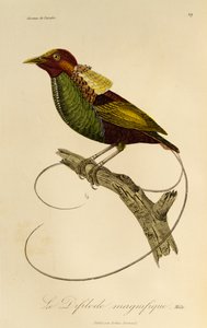 Mannelijke Magnifieke Paradijsvogel (Cicinnurus magnificus), gravure uit Histoire naturelle des oiseaux de paradis et des epimagues door René Primevère Lesson
