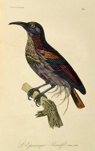 Jonge mannelijke Paradijsgeweervogel (Ptiloris paradiseus), gravure uit Histoire naturelle des oiseaux de paradis et des epimagues door René Primevère Lesson