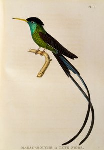 Roodbekstroomstaart (Trochilus polytmus), gravure uit Les trochilidees ou les colibris et les oiseaux-mouches door René Primevère Lesson