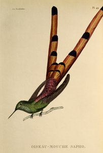 Roodstaart Comet (Sappho sparganurus), gravure uit Les trochilidees ou les colibris et les oiseaux-mouches door René Primevère Lesson