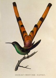 Roodstaartkomet, gravure uit Les trochilidees ou les colibris et les oiseaux-mouches door René Primevère Lesson