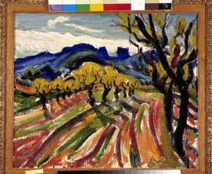 Veld met olijfbomen in de Alpilles