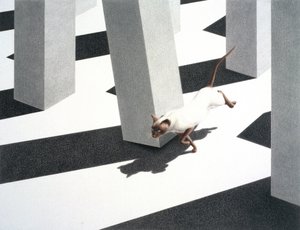 Rennen door Rene Boin