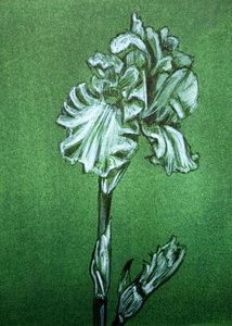 Elegante groene iris