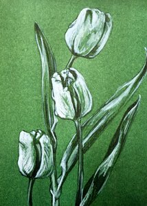 Frisse witte tulpen