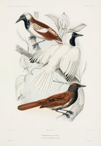 Mierenvogels