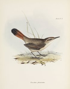 Bandstaart-aardkruiper, Zuid-Amerika, ca. 1832-1836