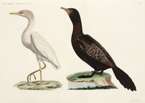 Koereiger en langstaart aalscholver, Egypte