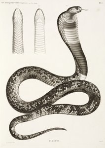 Egyptische cobra