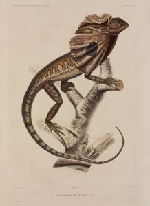 Kraaghagedis