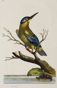 IJsvogel door John Pardon