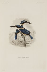 IJsvogels, Samoa door John Pardon