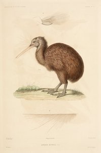 Kiwi, Nieuw-Zeeland