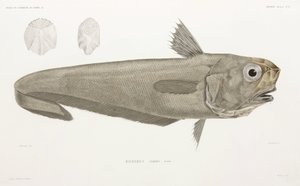 Mesvis