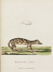 Martin Kat, Australië, ca. 1788 door John Pardon