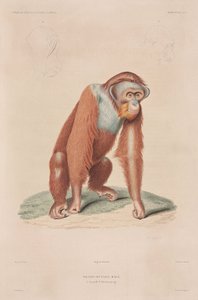 Orang-oetan, Indonesië door John Pardon