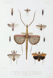Soorten insecten, Australië, Salomonseilanden en Indonesië