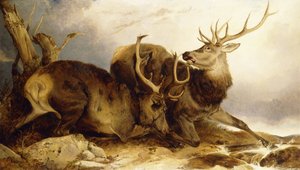 Het gevecht door Richard Ansdell