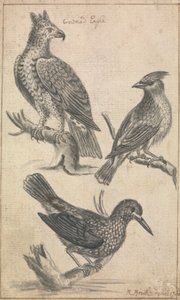 Kroonarend en twee vogels door Richard Brookes
