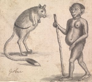 Apen (een van drie op één montage)