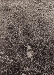 Graspieper door Richard and Cherry Kearton
