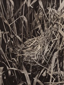 Rietzanger op nest door Richard and Cherry Kearton