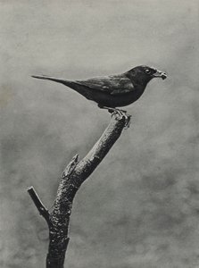 Mannelijke merel met voedsel voor jongen door Richard and Cherry Kearton