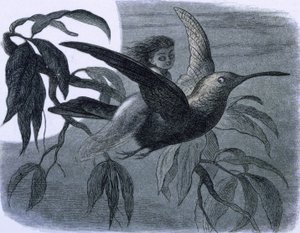 Een fee (of een nimf) te paard op een kolibrie. Illustratie uit "In Fairy land. A series of pictures from the elf-world" van Richard Doyle door Richard Doyle