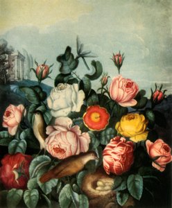 Rozen, 1799