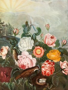 Rozen, c1805