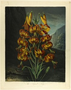 De Prachtige Lelie, uit De Tempel van Flora door Richard Earlom