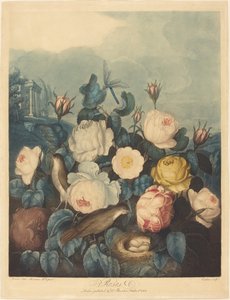 Rozen