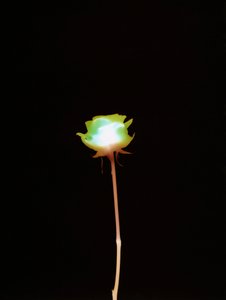 Zonder Titel, 2007 door Richard Green