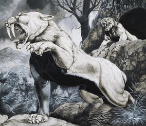 Sabeltandtijgers (gouache op papier)