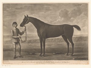 Racepaard met jockey